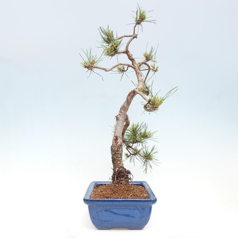 Outdoor bonsai - Pinus Sylvestris - sosna zwyczajna