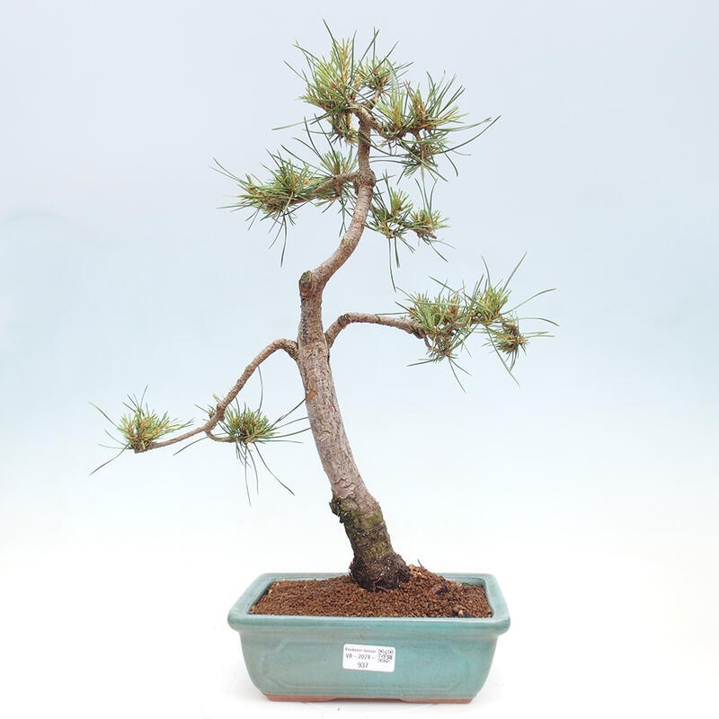 Outdoor bonsai - Pinus Sylvestris - sosna zwyczajna