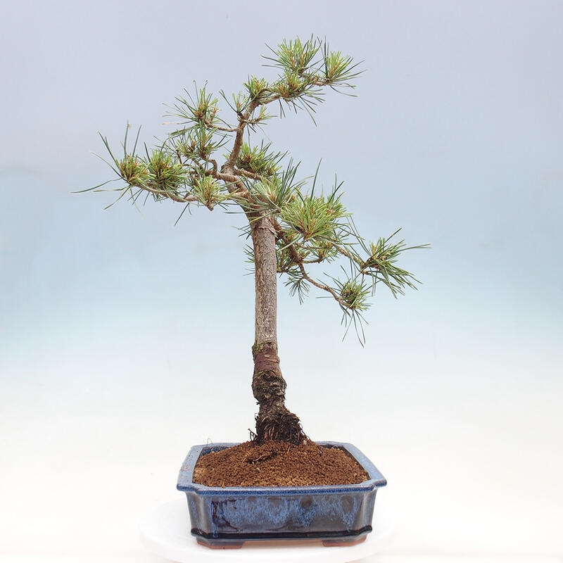 Outdoor bonsai - Pinus Sylvestris - sosna zwyczajna