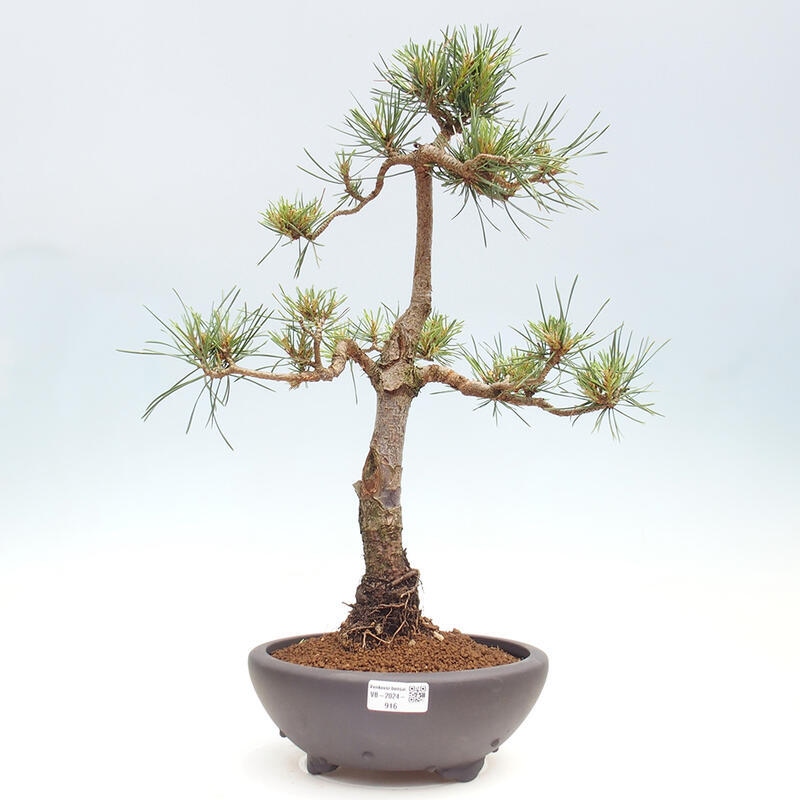 Outdoor bonsai - Pinus Sylvestris - sosna zwyczajna