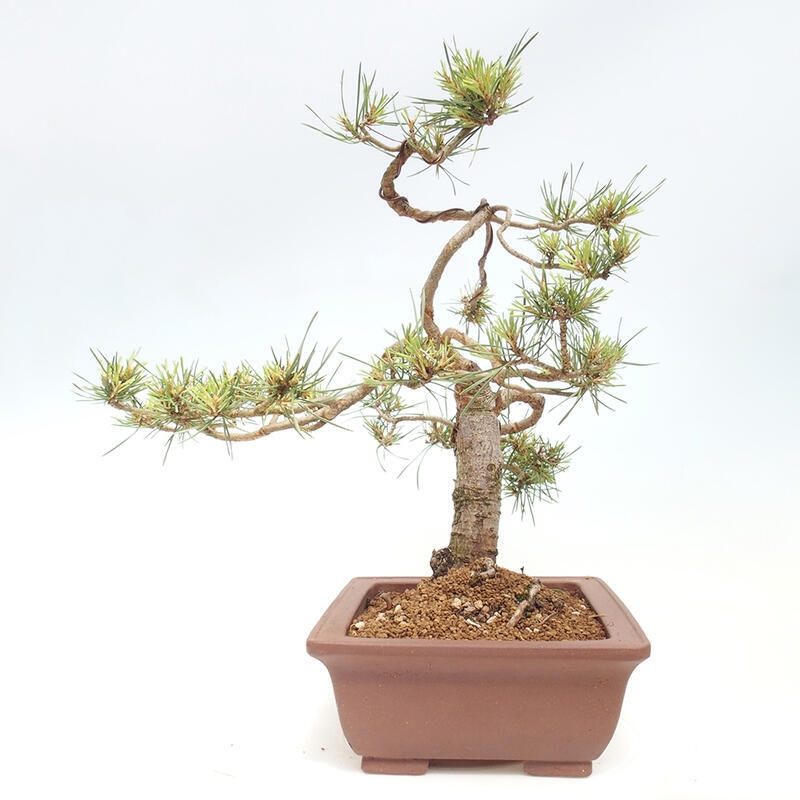 Outdoor bonsai - Pinus Sylvestris - sosna zwyczajna