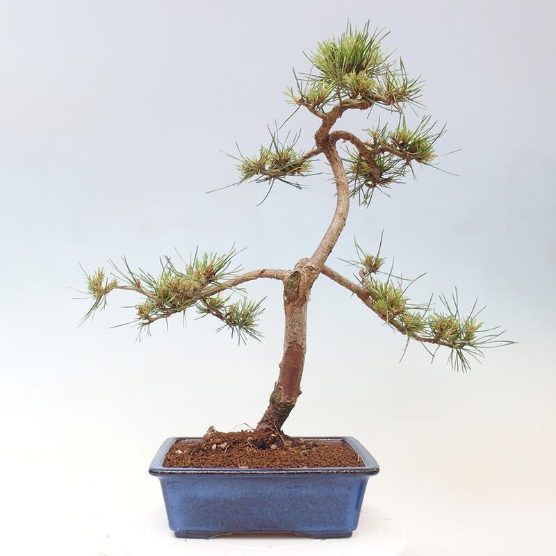 Outdoor bonsai - Pinus Sylvestris - sosna zwyczajna