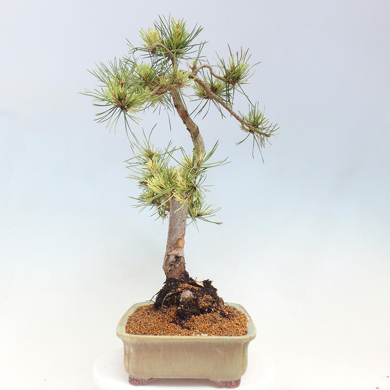 Bonsai zewnętrzne - Pinus Sylvestris Watererri - Sosna leśna