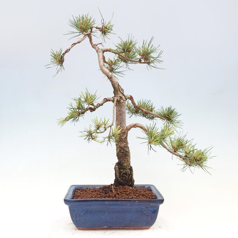 Outdoor bonsai - Pinus Sylvestris - sosna zwyczajna