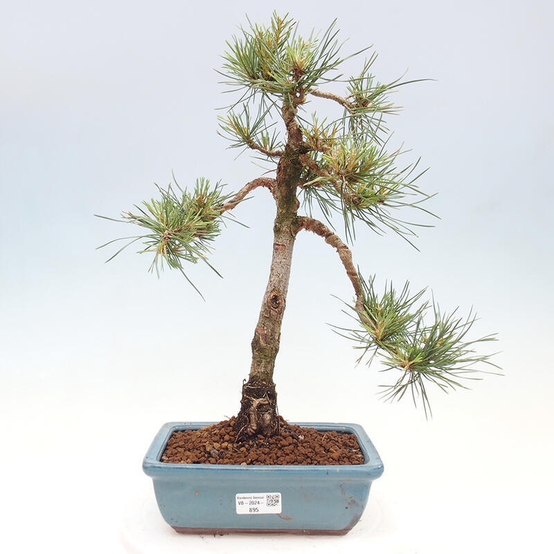 Outdoor bonsai - Pinus Sylvestris - sosna zwyczajna