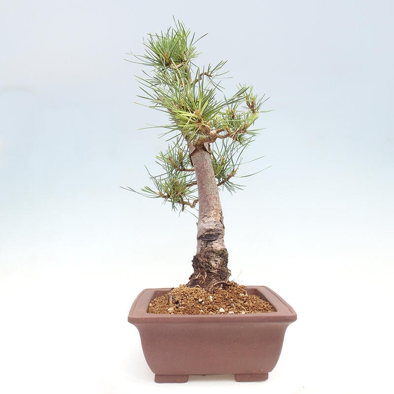 Outdoor bonsai - Pinus Sylvestris - sosna zwyczajna