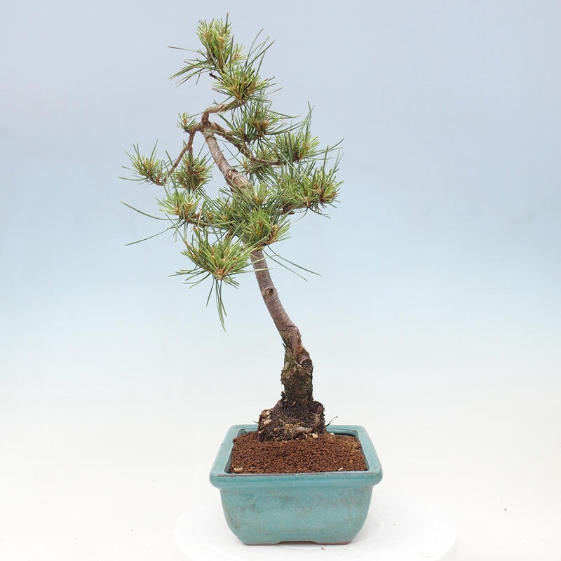 Outdoor bonsai - Pinus Sylvestris - sosna zwyczajna