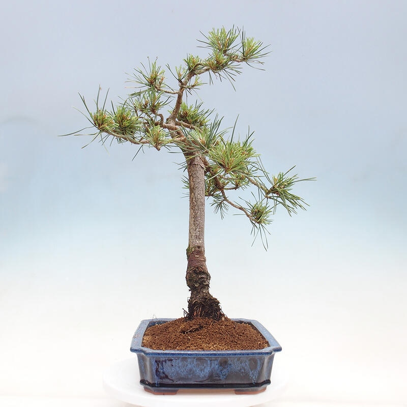 Outdoor bonsai - Pinus Sylvestris - sosna zwyczajna