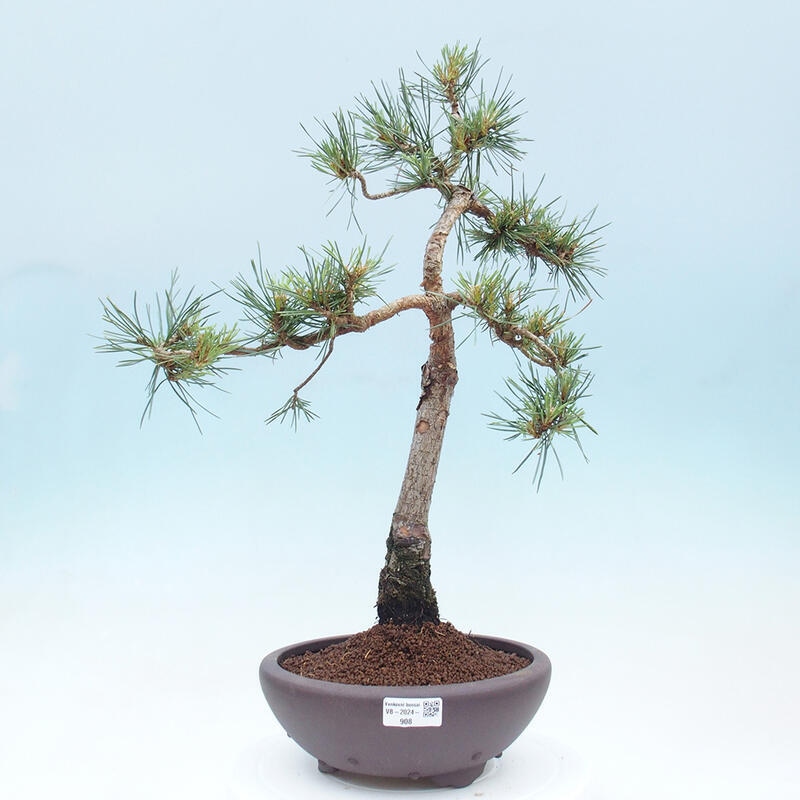 Outdoor bonsai - Pinus Sylvestris - sosna zwyczajna