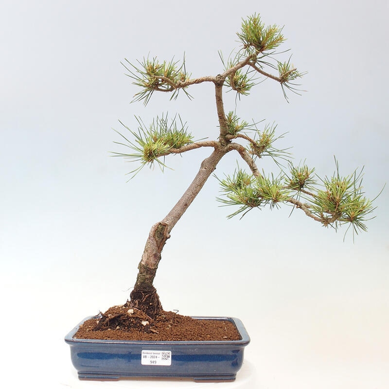 Outdoor bonsai - Pinus Sylvestris - sosna zwyczajna