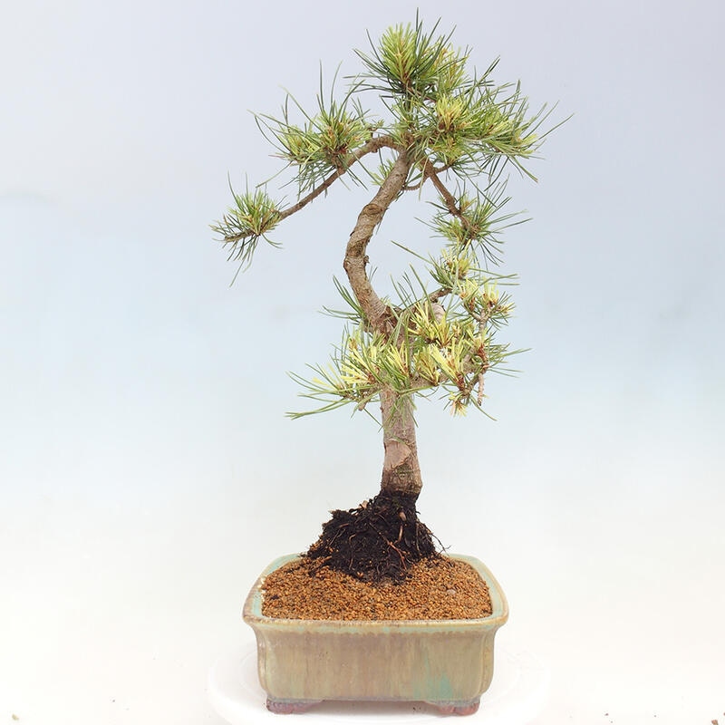 Bonsai zewnętrzne - Pinus Sylvestris Watererri - Sosna leśna