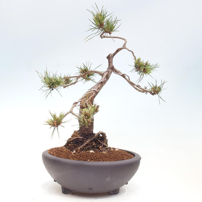 Outdoor bonsai - Pinus Sylvestris - sosna zwyczajna