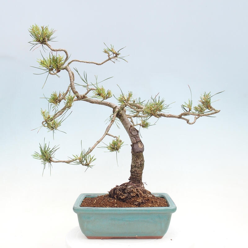 Outdoor bonsai - Pinus Sylvestris - sosna zwyczajna