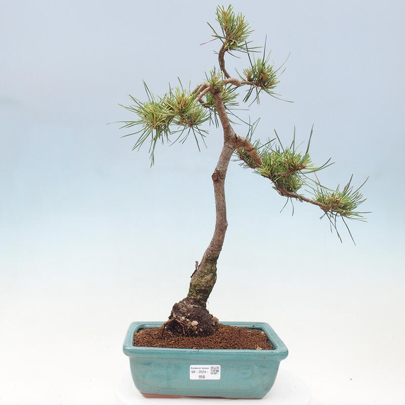 Outdoor bonsai - Pinus Sylvestris - sosna zwyczajna