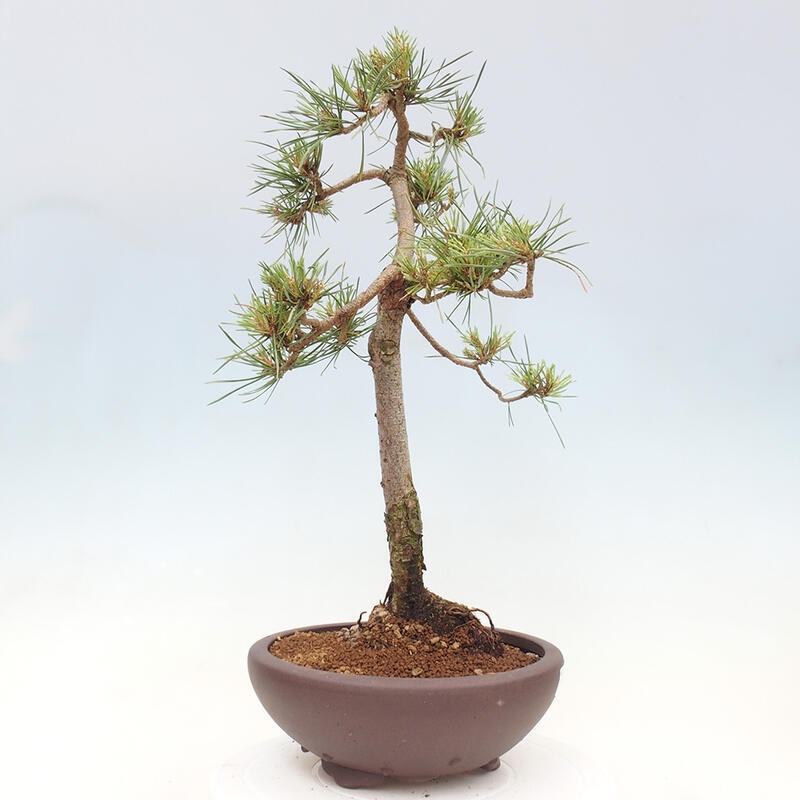 Outdoor bonsai - Pinus Sylvestris - sosna zwyczajna