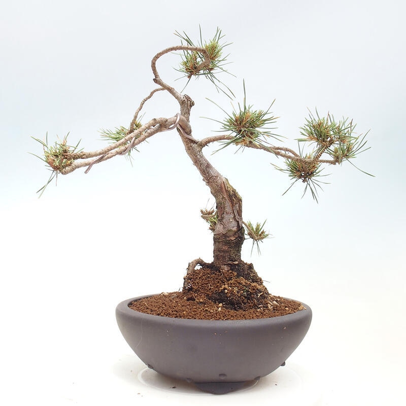 Outdoor bonsai - Pinus Sylvestris - sosna zwyczajna