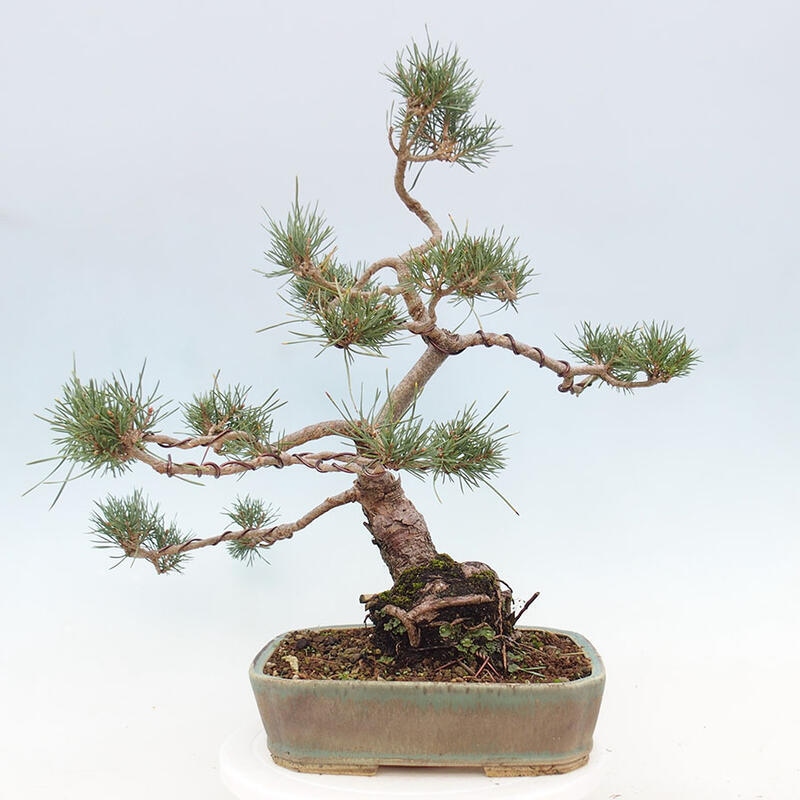 Outdoor bonsai - Pinus Sylvestris - sosna zwyczajna