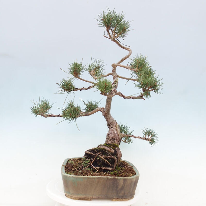 Outdoor bonsai - Pinus Sylvestris - sosna zwyczajna