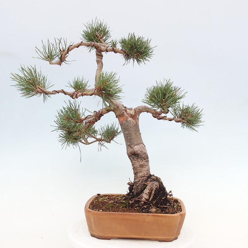 Outdoor bonsai - Pinus Sylvestris - sosna zwyczajna