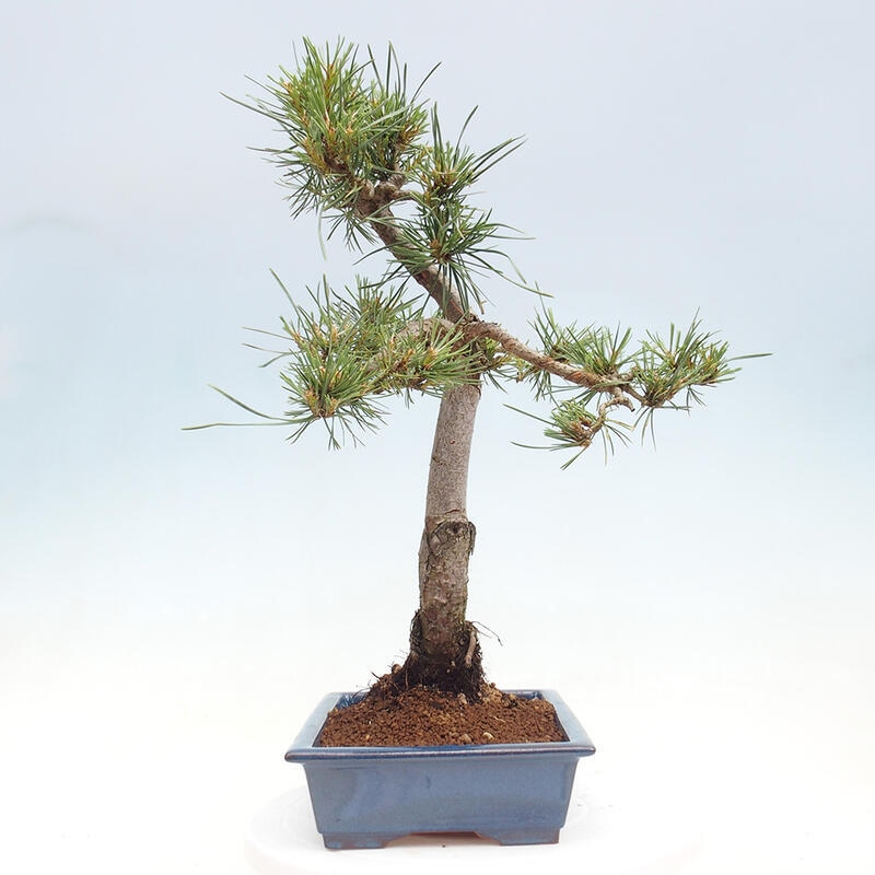 Outdoor bonsai - Pinus Sylvestris - sosna zwyczajna