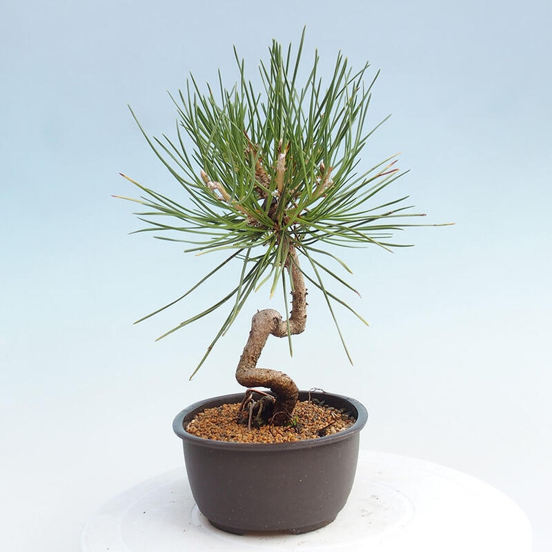 Bonsai ogrodowe - Pinus thunbergii - Sosna Thunbergia