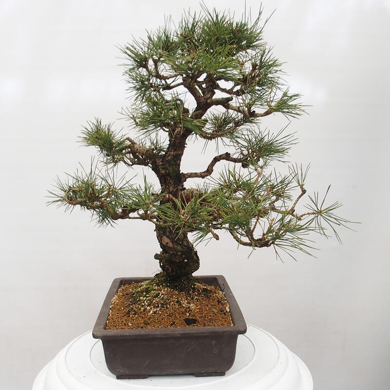 Bonsai ogrodowe - Pinus thunbergii - Sosna Thunberg