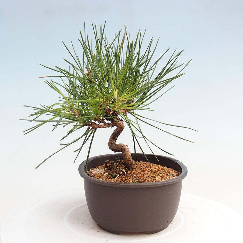 Bonsai ogrodowe - Pinus thunbergii - Sosna Thunbergia