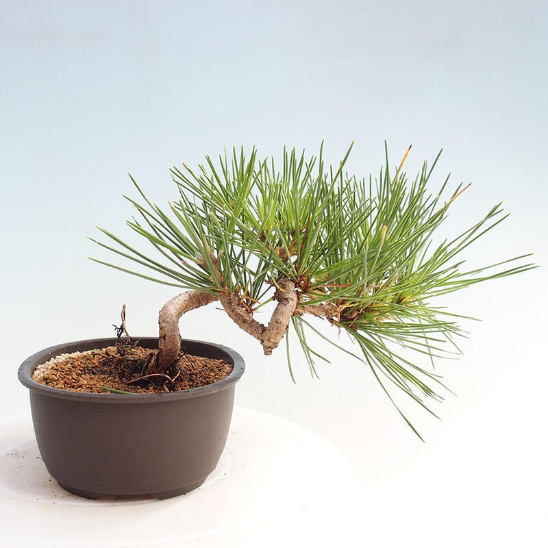 Bonsai ogrodowe - Pinus thunbergii - Sosna Thunbergia