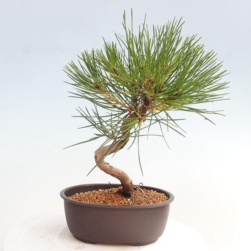 Bonsai ogrodowe - Pinus thunbergii - Sosna Thunbergia