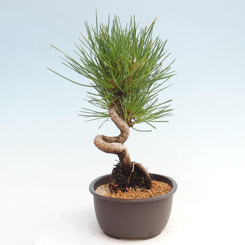 Bonsai ogrodowe - Pinus thunbergii - Sosna Thunbergia