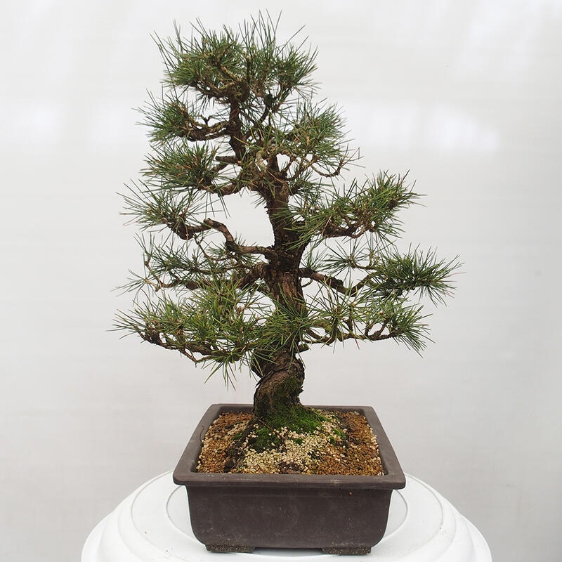 Bonsai ogrodowe - Pinus thunbergii - Sosna Thunberg