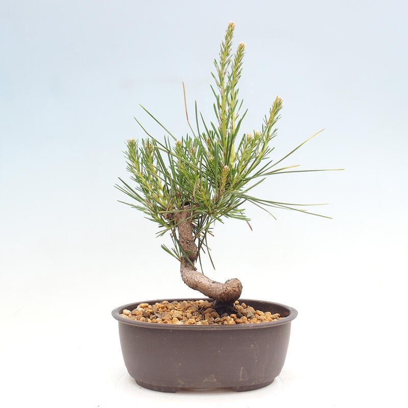 Bonsai ogrodowe - Pinus thunbergii - Sosna Thunbergia