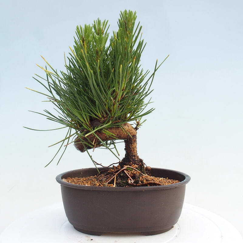 Bonsai ogrodowe - Pinus thunbergii - Sosna Thunbergia