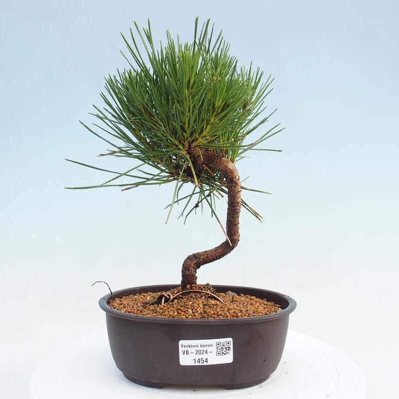 Bonsai ogrodowe - Pinus thunbergii - Sosna Thunbergia