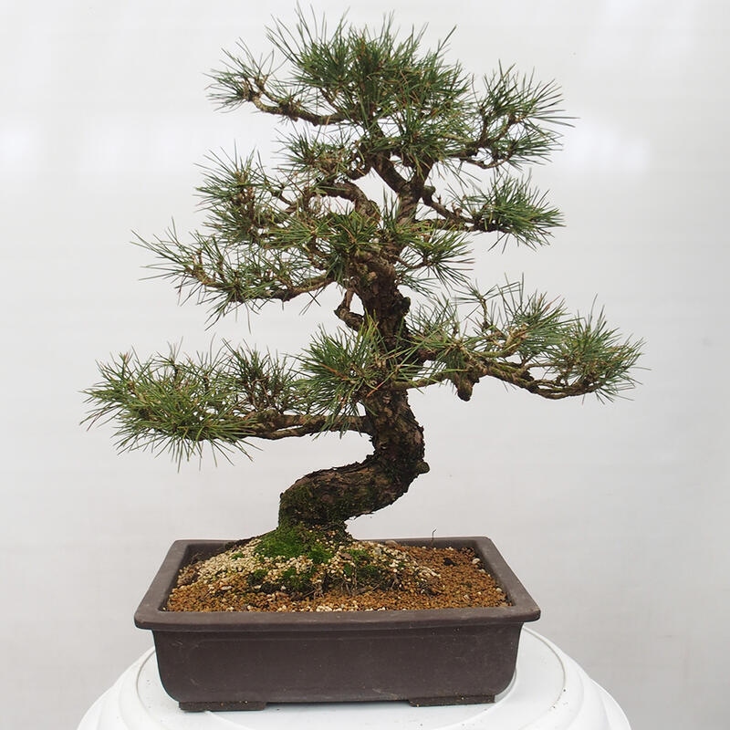 Bonsai ogrodowe - Pinus thunbergii - Sosna Thunberg