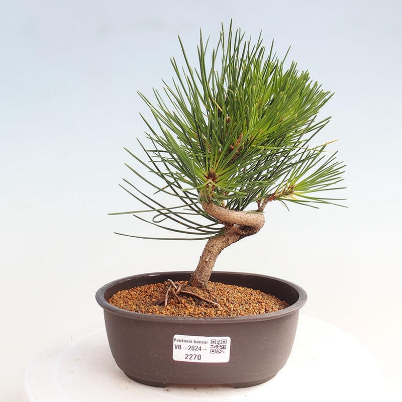 Bonsai ogrodowe - Pinus thunbergii - Sosna Thunbergia