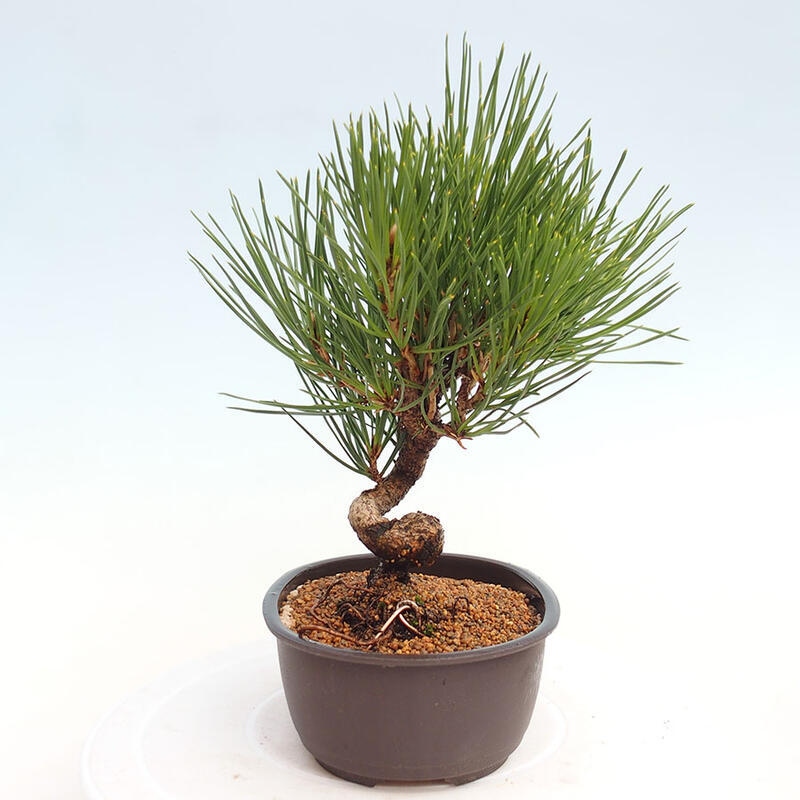 Bonsai ogrodowe - Pinus thunbergii - Sosna Thunbergia