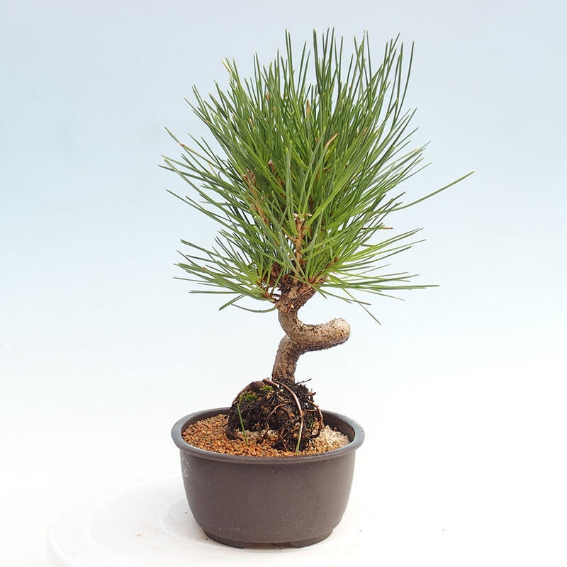 Bonsai ogrodowe - Pinus thunbergii - Sosna Thunbergia