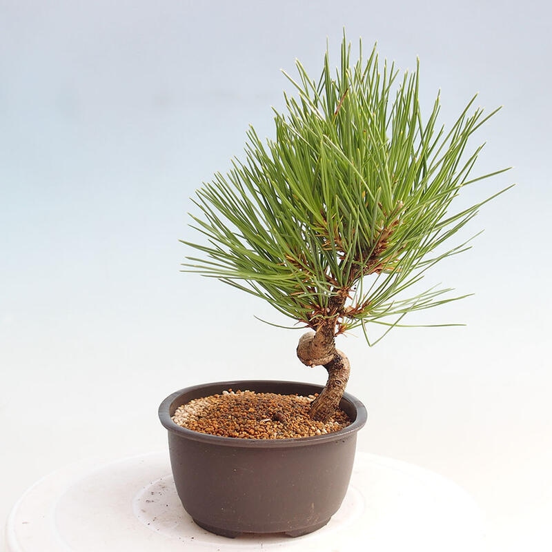 Bonsai ogrodowe - Pinus thunbergii - Sosna Thunbergia