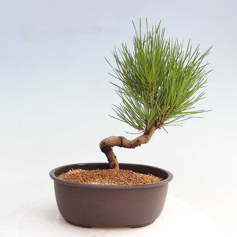 Bonsai ogrodowe - Pinus thunbergii - Sosna Thunbergia