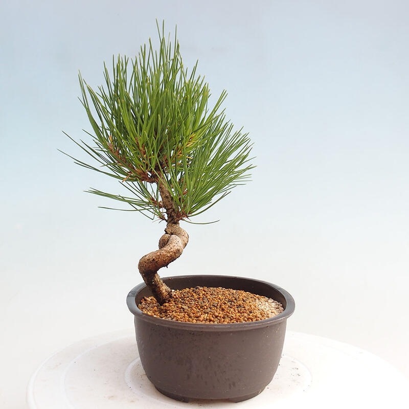 Bonsai ogrodowe - Pinus thunbergii - Sosna Thunbergia