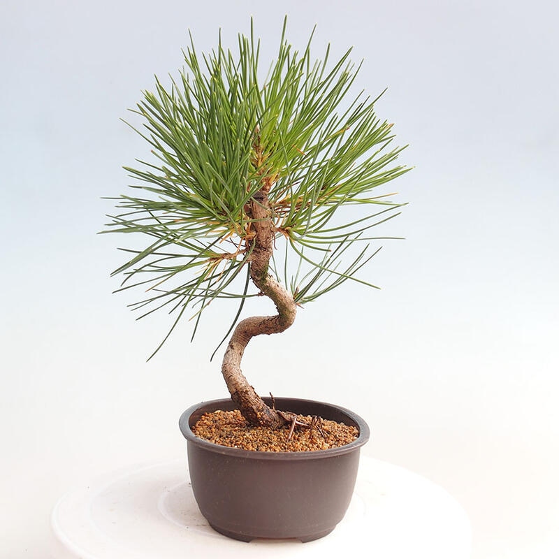 Bonsai ogrodowe - Pinus thunbergii - Sosna Thunbergia