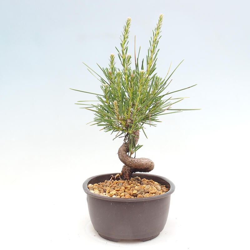 Bonsai ogrodowe - Pinus thunbergii - Sosna Thunbergia