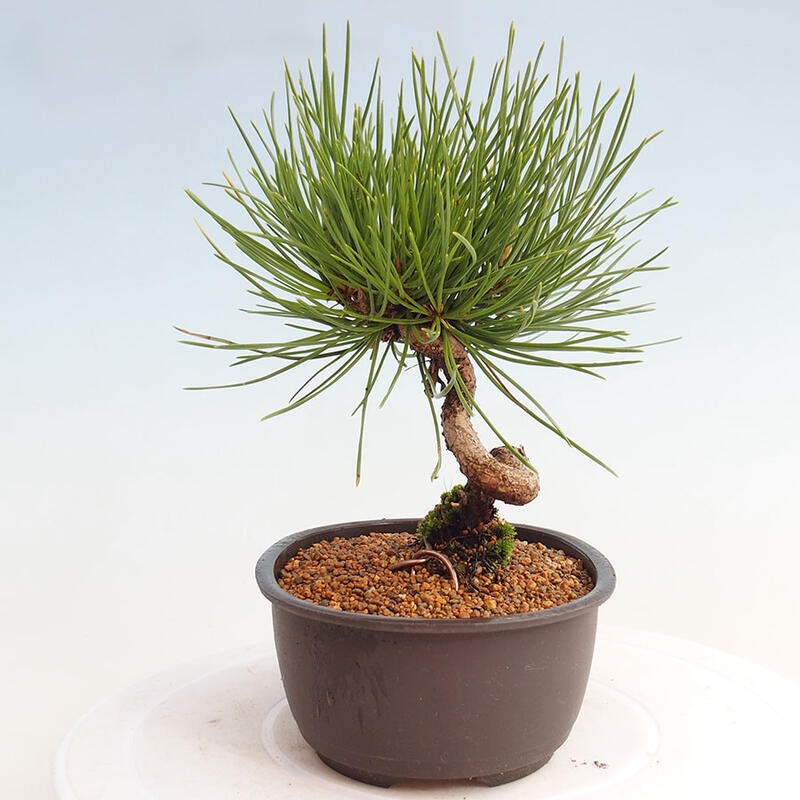 Bonsai ogrodowe - Pinus thunbergii - Sosna Thunbergia