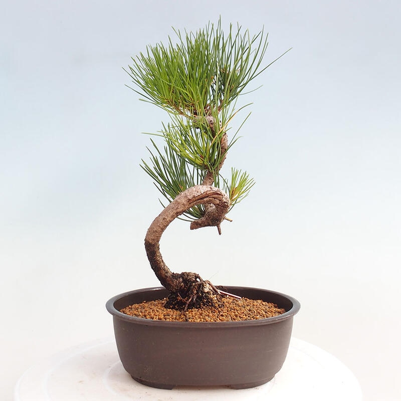 Bonsai ogrodowe - Pinus thunbergii - Sosna Thunbergia