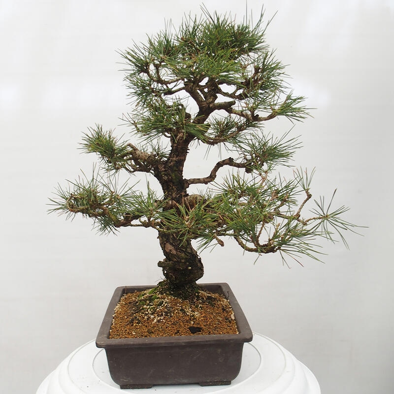 Bonsai ogrodowe - Pinus thunbergii - Sosna Thunberg