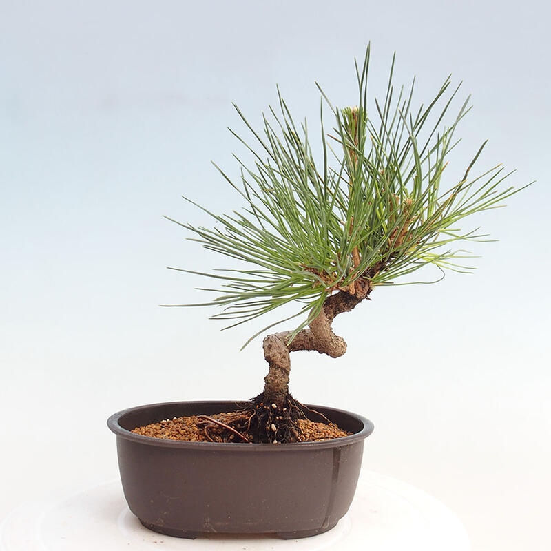 Bonsai ogrodowe - Pinus thunbergii - Sosna Thunbergia