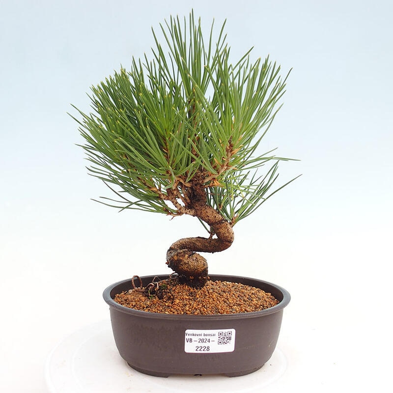 Bonsai ogrodowe - Pinus thunbergii - Sosna Thunbergia