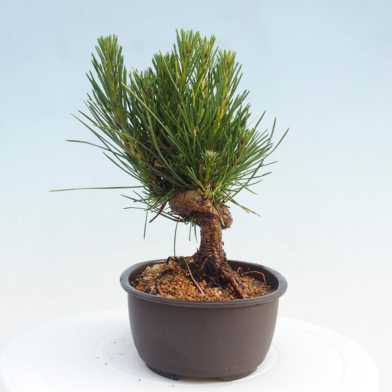 Bonsai ogrodowe - Pinus thunbergii - Sosna Thunbergia