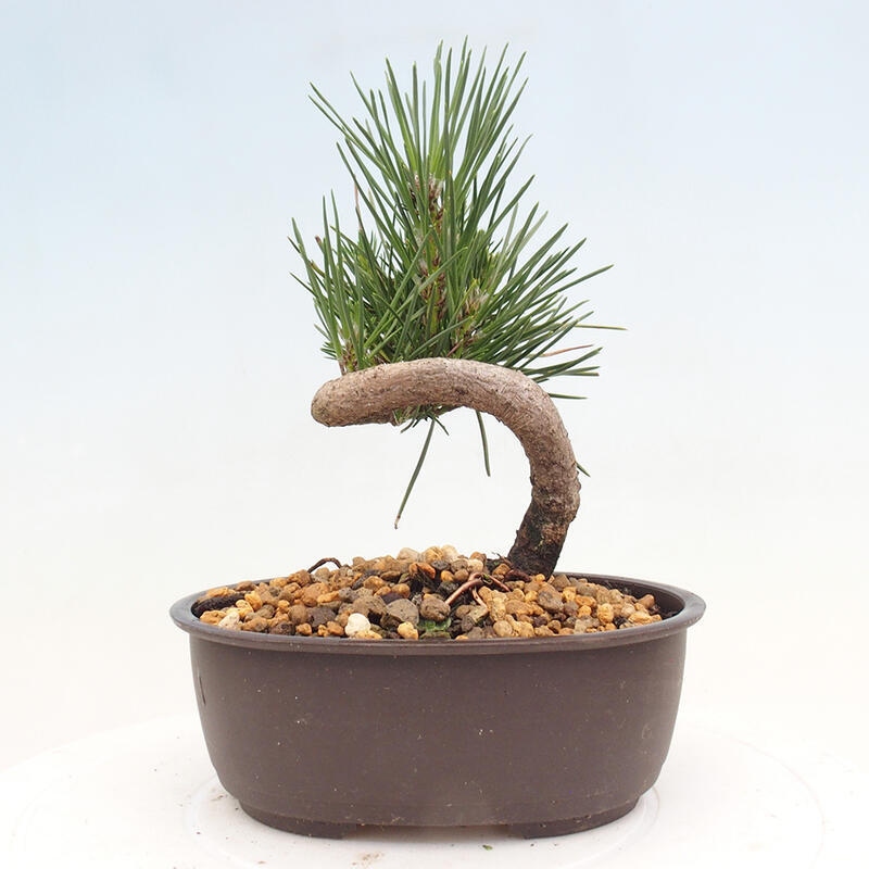 Bonsai ogrodowe - Pinus thunbergii - Sosna Thunbergia